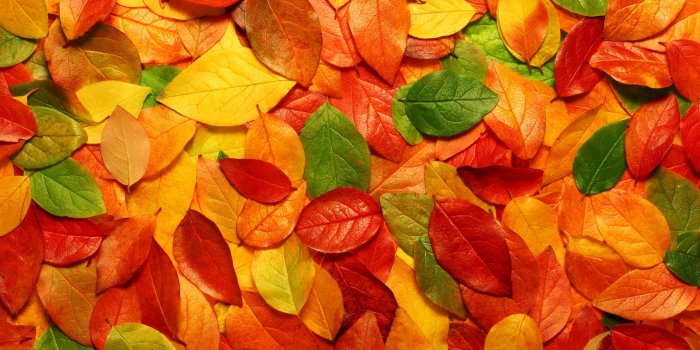 2560x1600 Autumn Leaves Wallpapers