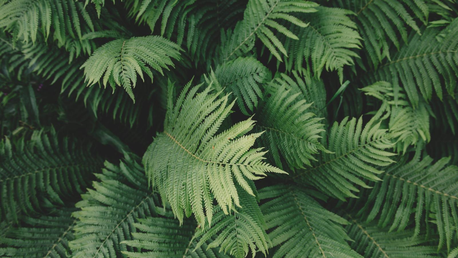 3840x2160 Plant Aesthetic Desktop Wallpaper - Hd Plant (#322680) - HD Wallpaper &  Backgrounds Download