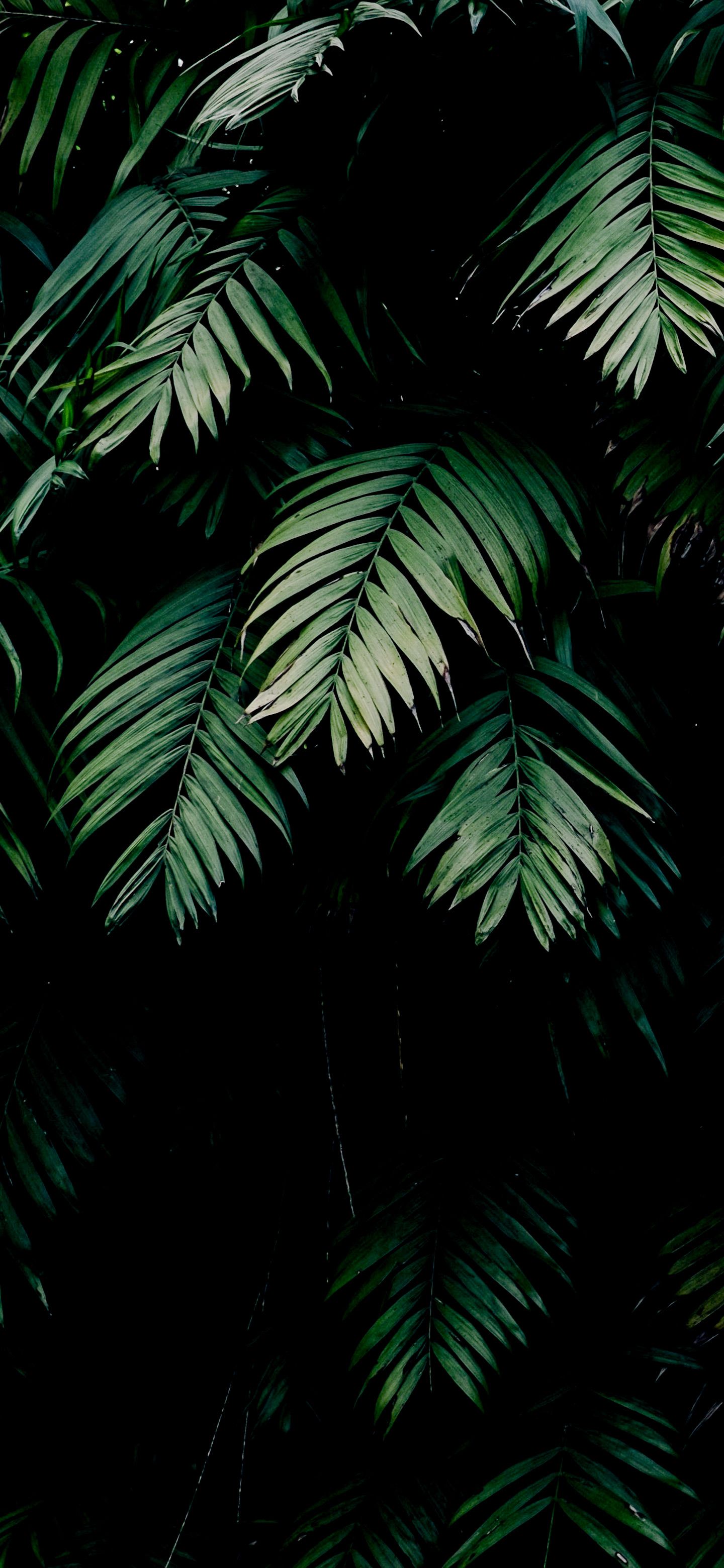 1440x3120 Amoled Plant Wallpapers