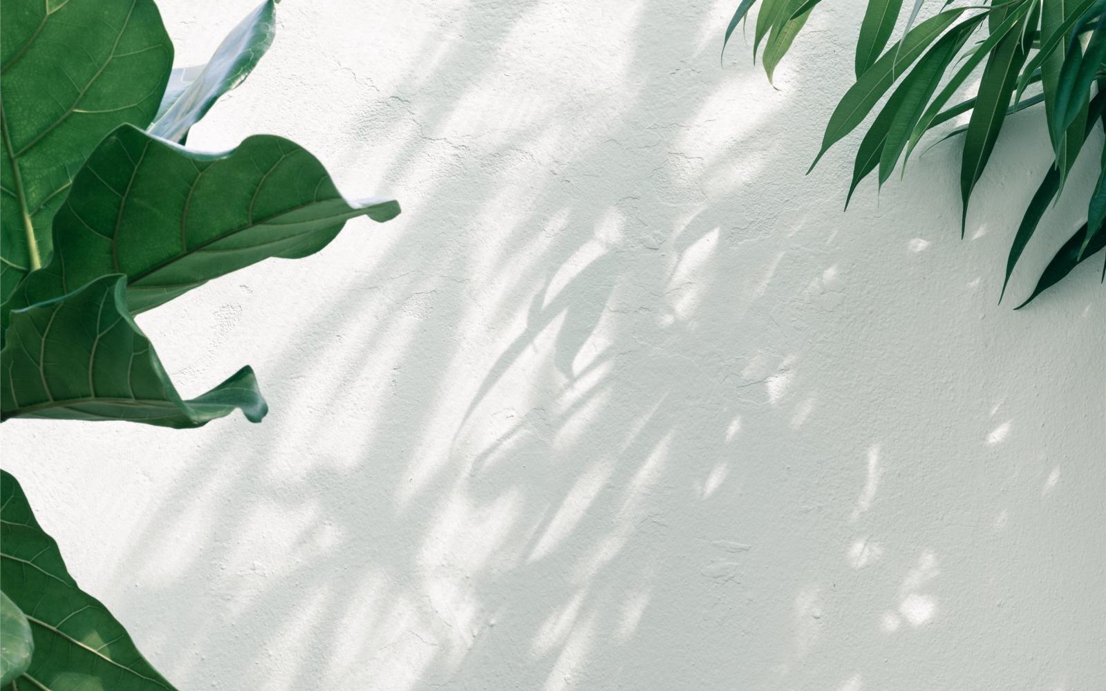 2880x1800 Wallpapers Plant posted by Ryan Simpson