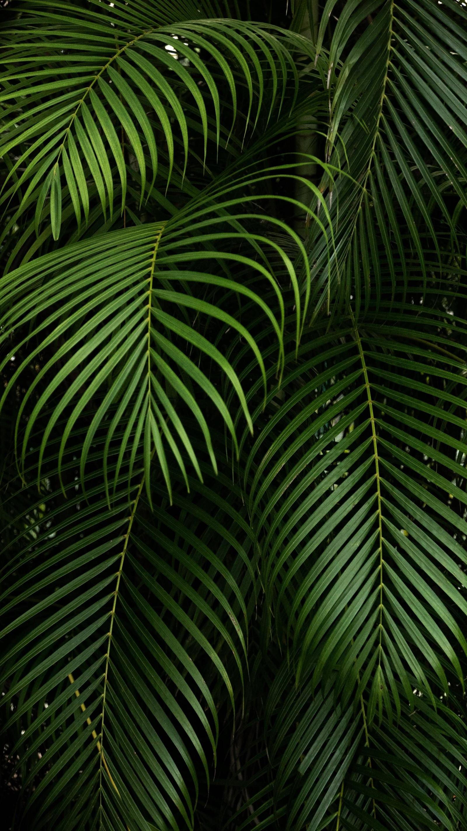 2160x3840 Plant Aesthetic HD Wallpapers