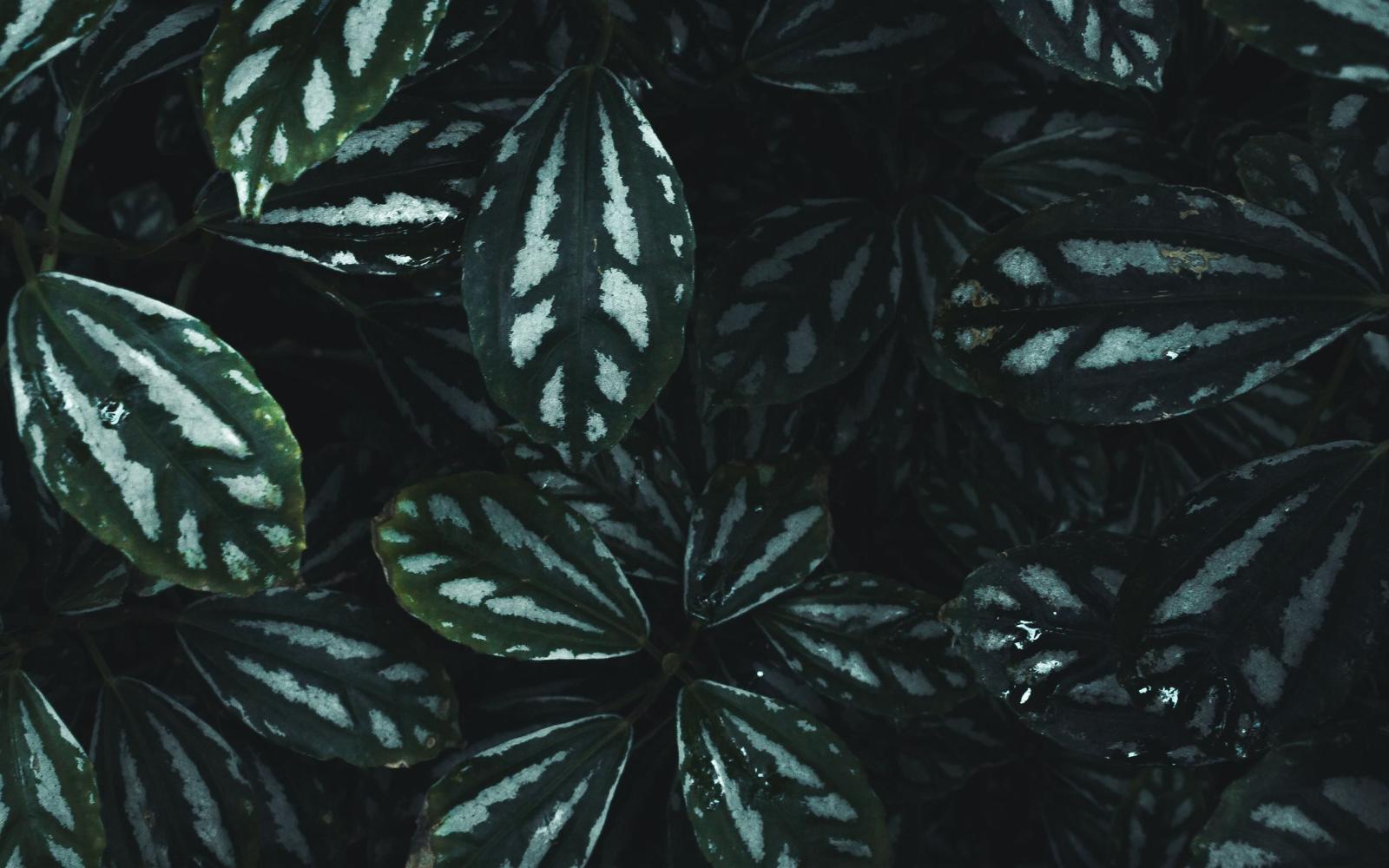 2560x1600 green and white striped leaf plant MacBook Air Wallpaper Download |  AllMacWallpaper