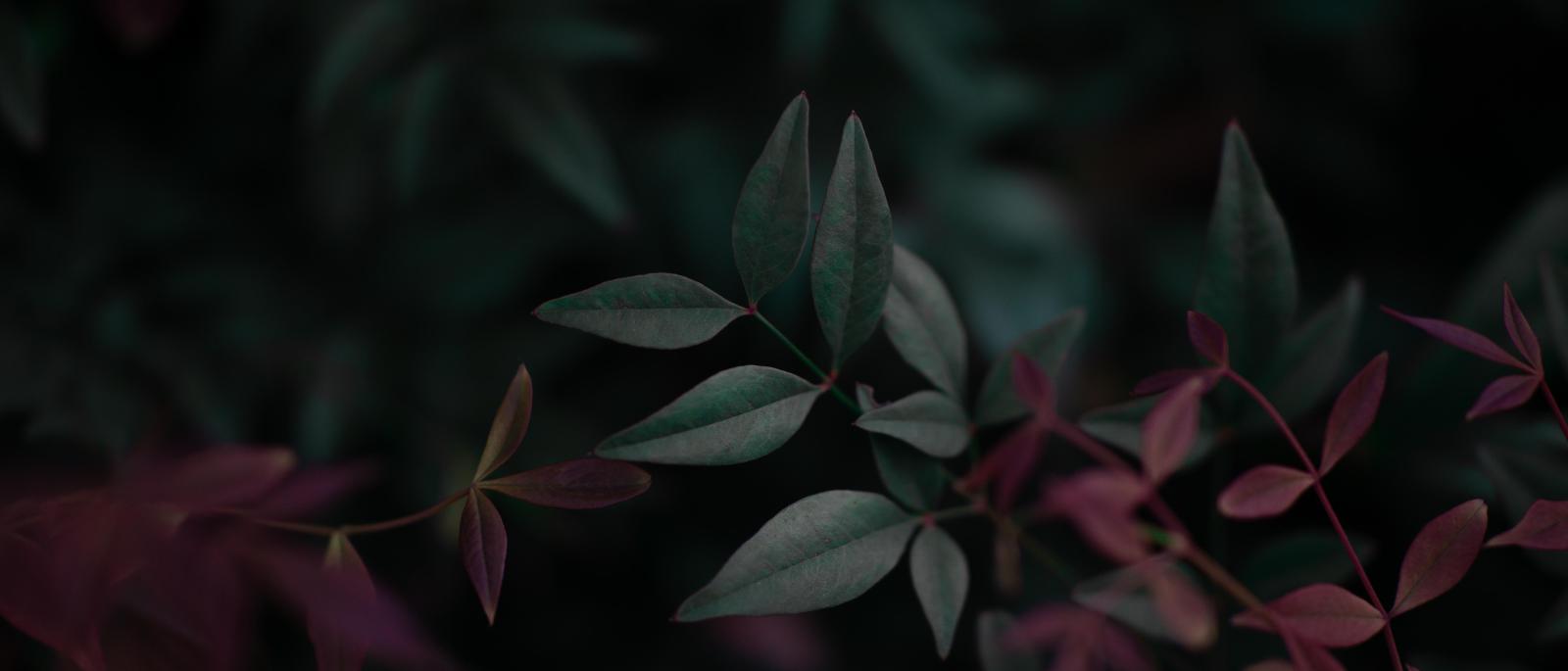 5999x2571 5999x2571] part 9 of my 21x9 plant wallpapers, sacred bamboo V2 :  WidescreenWallpaper