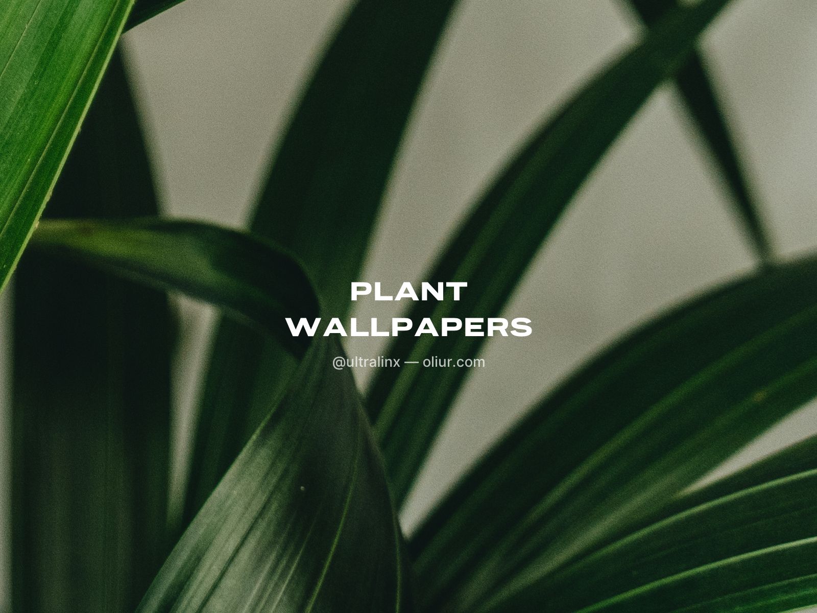 1600x1200 Plant Wallpapers 01 - Oliur
