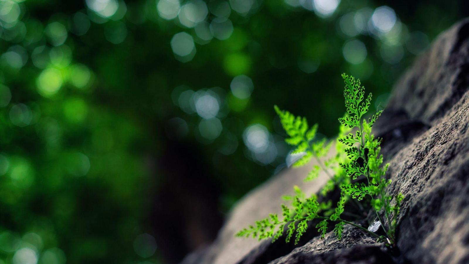 1920x1080 High Resolution Desktop Wallpaper Plants