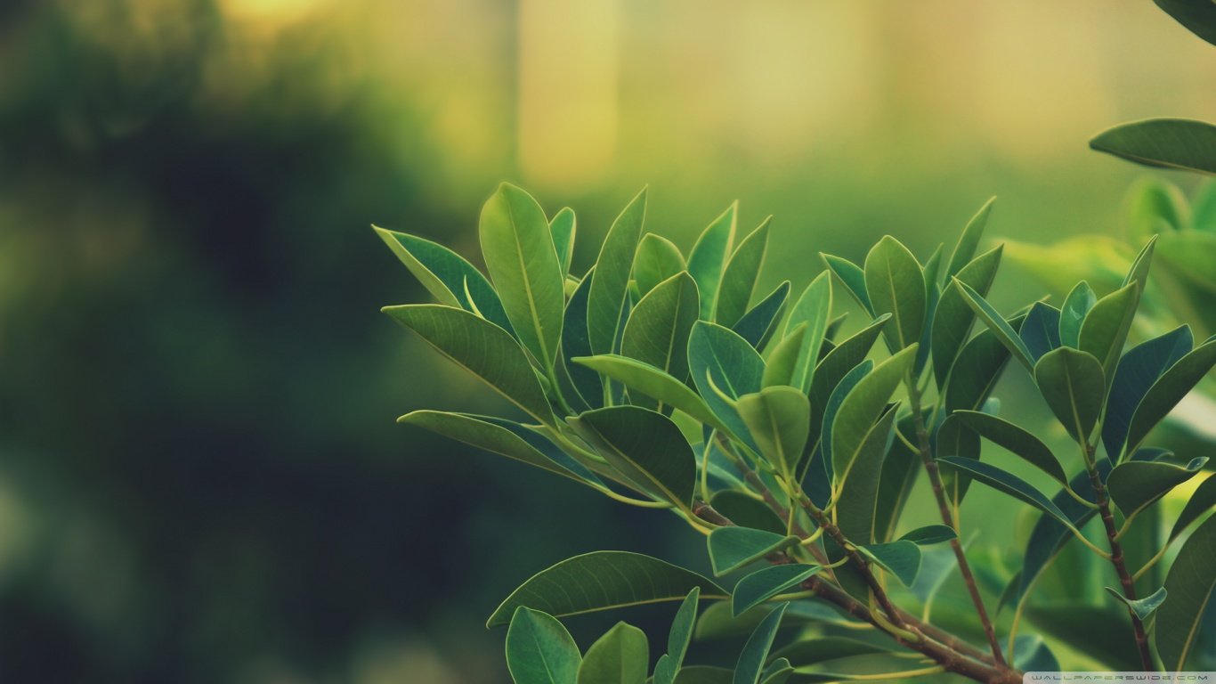 1366x768 Plant wallpapers 1366x768 (laptop) desktop backgrounds