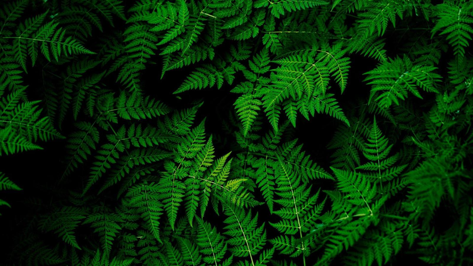 1920x1080 wallpaper leaves, plant, green wallpaper (1920x1080) : wallpaper