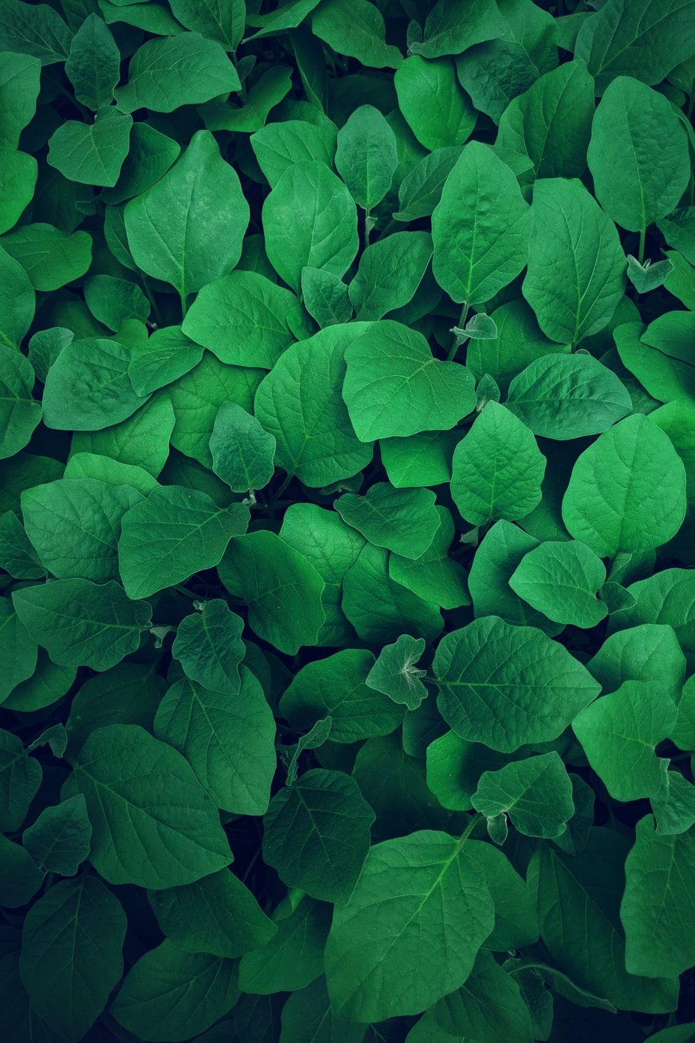 1000x1500 Green Wallpapers: Free HD Download [500+ HQ] | Unsplash