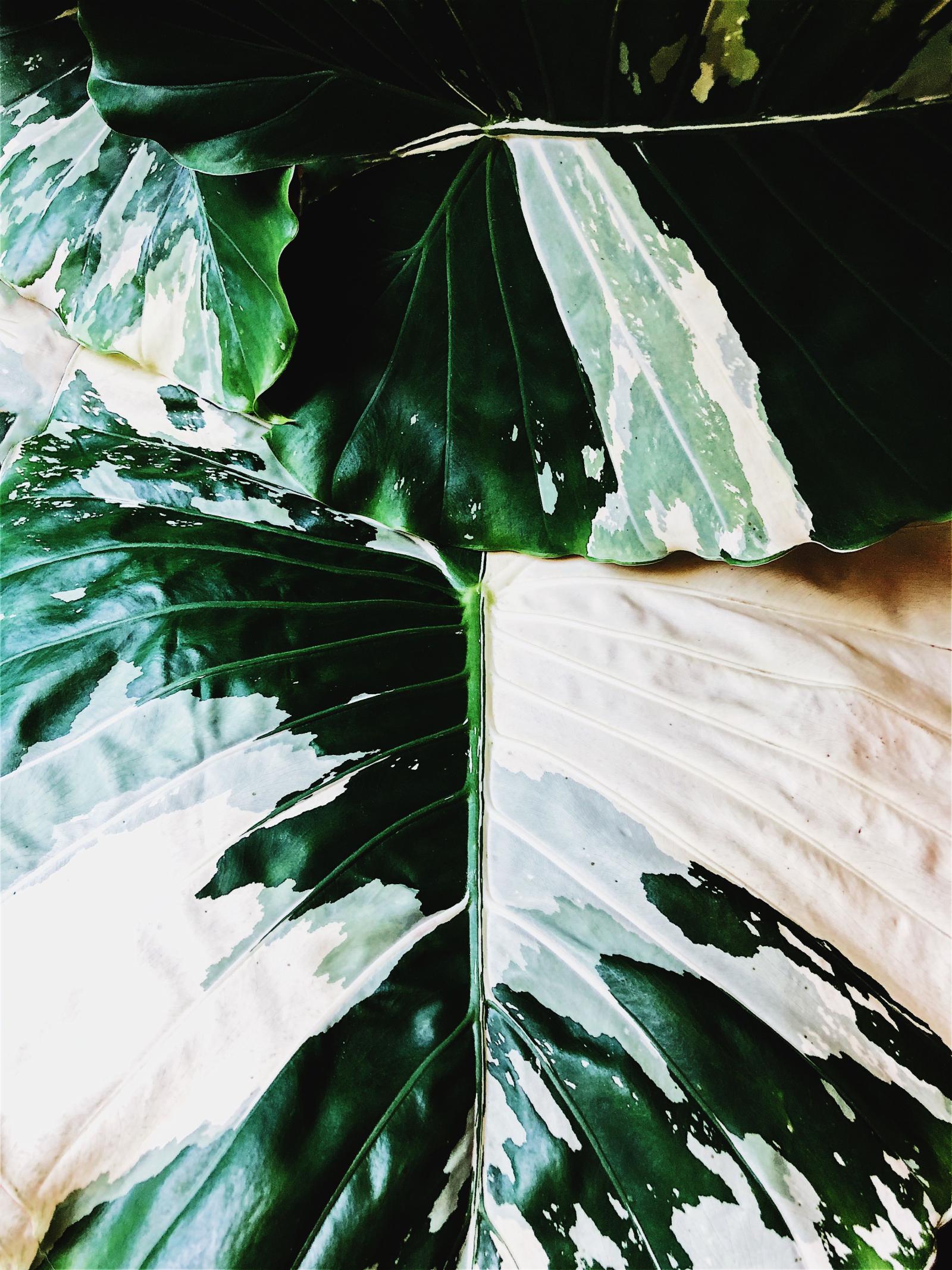 3024x4032 Wallpapers — Fancy Free Nursery