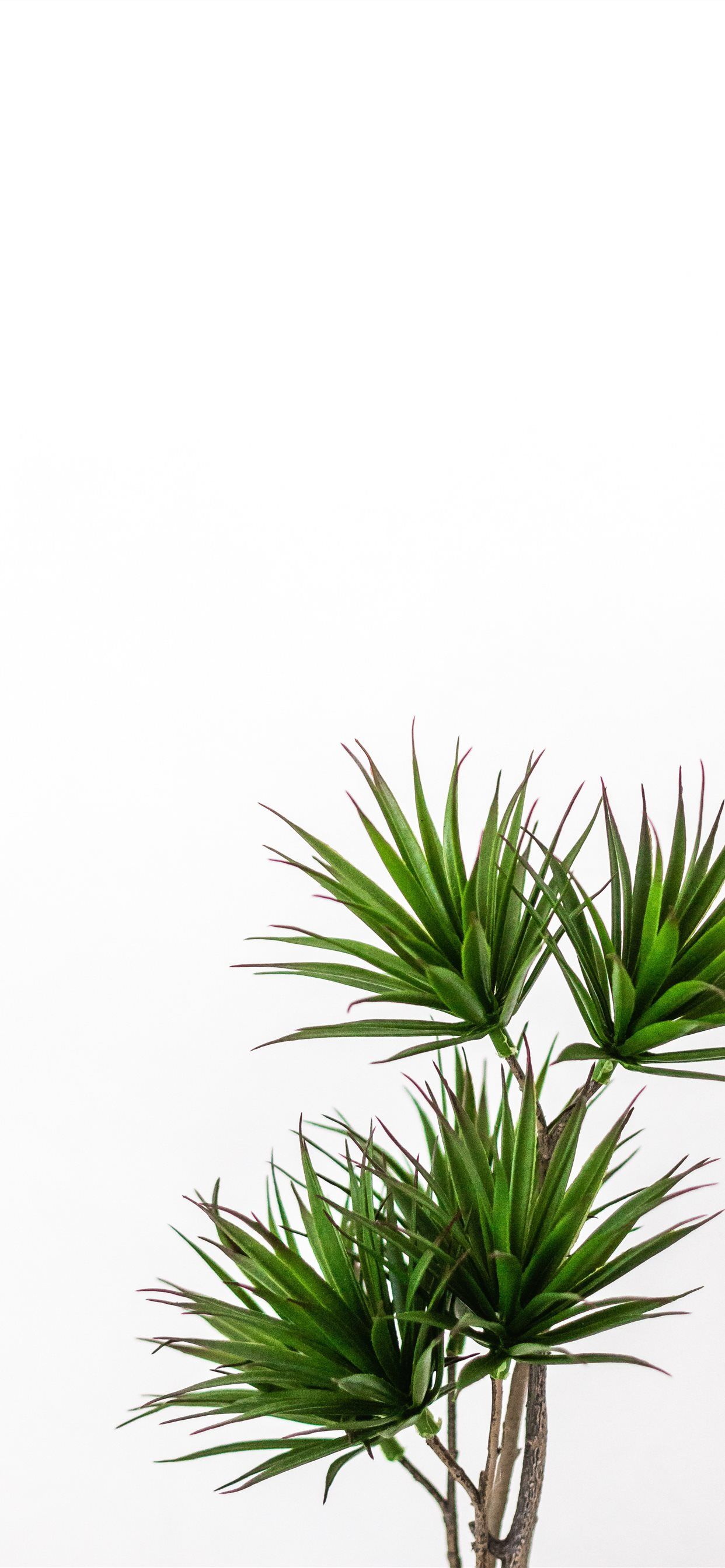 1242x2688 green palm plant iPhone X Wallpapers Free Download