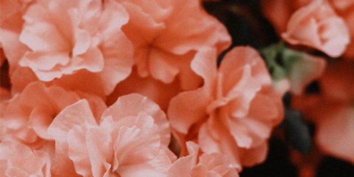 757x1305 Beautiful flower in peach color - Idea Wallpapers , iPhone Wallpapers,Color  Schemes