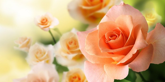 2560x1600 Peach Flowers Wallpaper #6805275