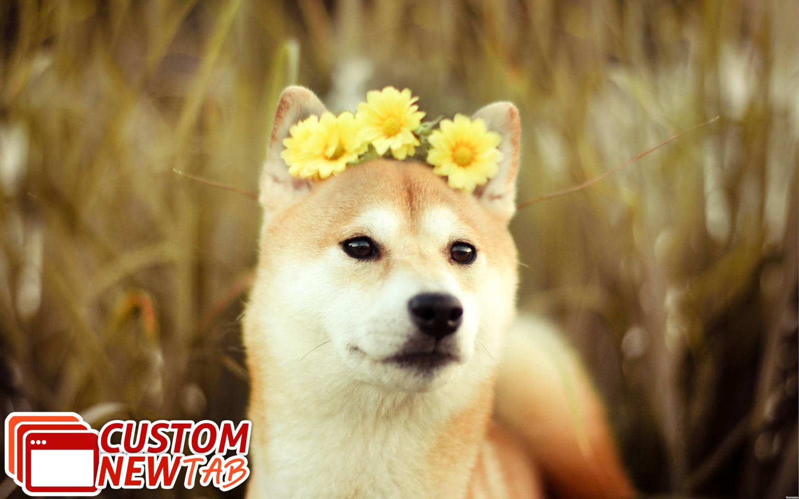 2560x1600 Doge Wallpaper Background for New Tab - New Tabsy