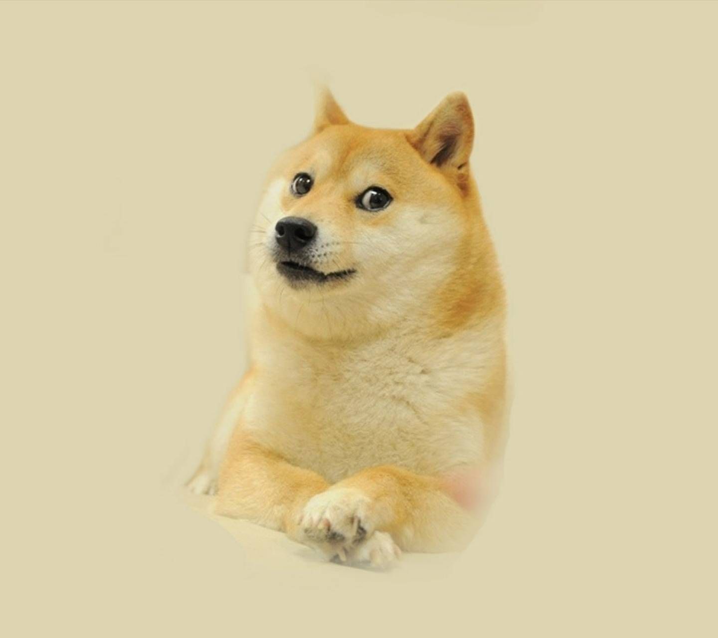 1440x1280 Doge wallpaper by NauanB - b5 - Free on ZEDGE™