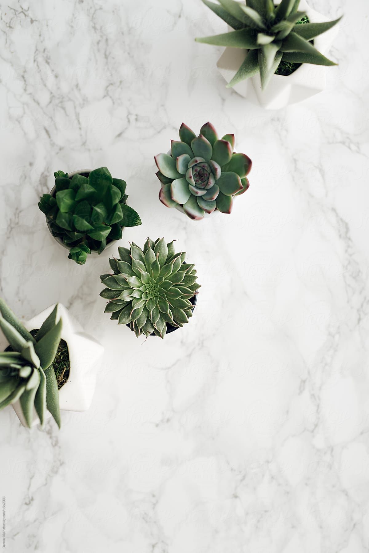1200x1797 Image result for marble background | Marble background, Succulent  photography, Succulents