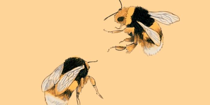 1280x1811 Bee Art Wallpapers - Top Free Bee Art Backgrounds - WallpaperAccess