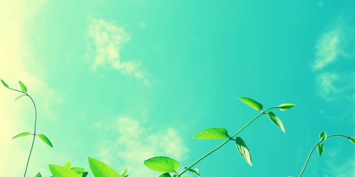 2560x1600 anime, Leaves, Clouds, Blue, Skywallup.net