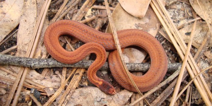1024x768 Red-bellied Snake – Florida Snake ID Guidefloridamuseum.ufl.edu