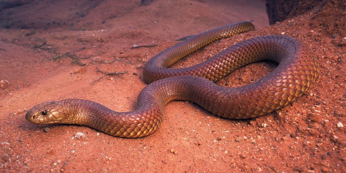 1920x1080 Identify These Australian Snakesplay.howstuffworks.com