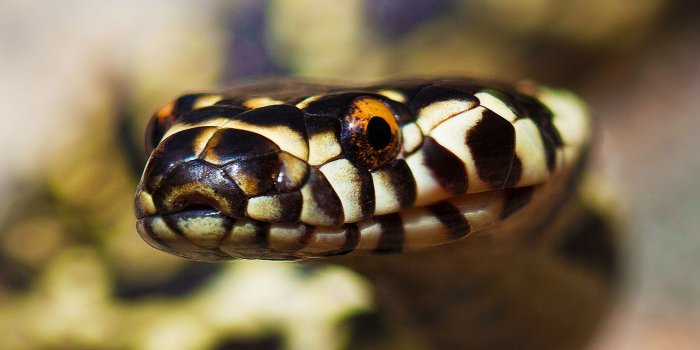 1920x1080 Identify These Australian Snakesplay.howstuffworks.com