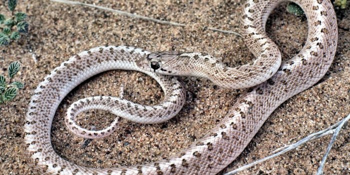 1200x870 Planet | Colorful snakes, Snakepinterest.co.uk