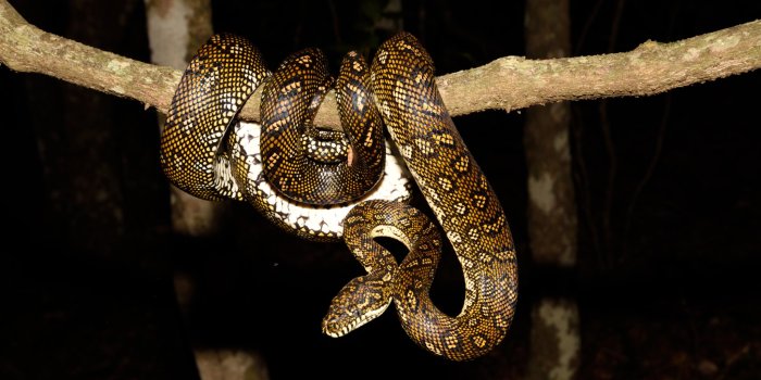 2048x1126 Local Snake Species | Snake Awaresnakeaware.com.au