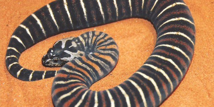 1583x1189 91 Snakes ideas | snake, reptiles andpinterest.com.au