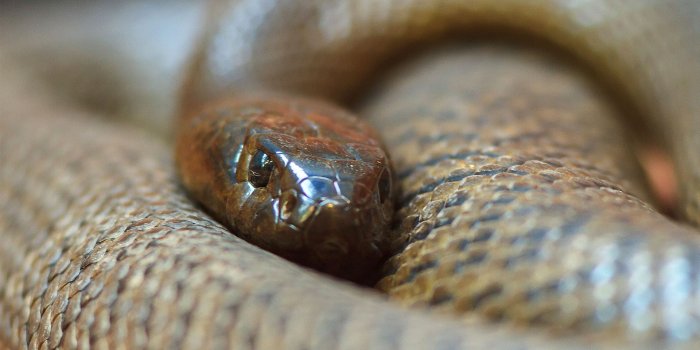 1920x1080 Identify These Australian Snakesplay.howstuffworks.com