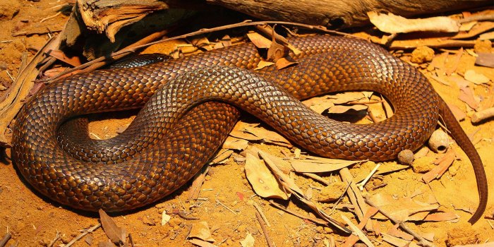 1920x1080 Identify These Australian Snakesplay.howstuffworks.com
