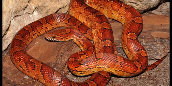 1054x804 Poisonous snakes, Rat snake, Corn snakepinterest.com