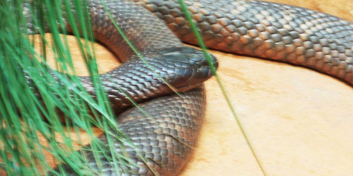 1920x1080 Identify These Australian Snakesplay.howstuffworks.com