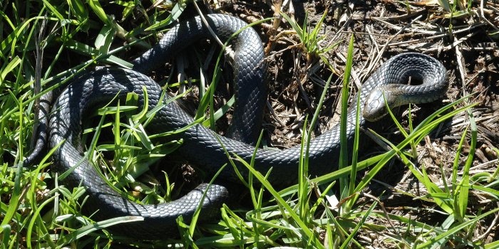 1920x1080 Identify These Australian Snakesplay.howstuffworks.com