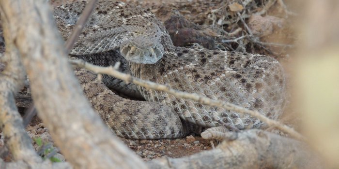 1600x1200 Western Diamondback Rattlesnake (9pinterest.com