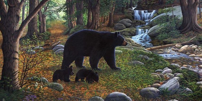 1920x880 Black Bears Wallpapers