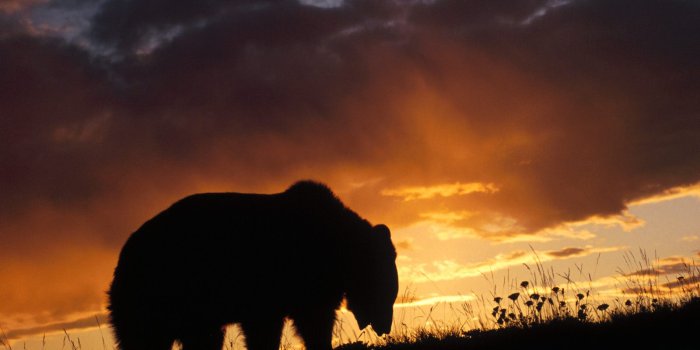 1600x1200 Free download top desktop bears wallpapers hd bear wallpaper 14 bear at  sundownjpg [1600x1200] for your Desktop, Mobile & Tablet | Explore 48+ Bear  Wallpaper for Computer | Black Bear Wallpaper, Bear