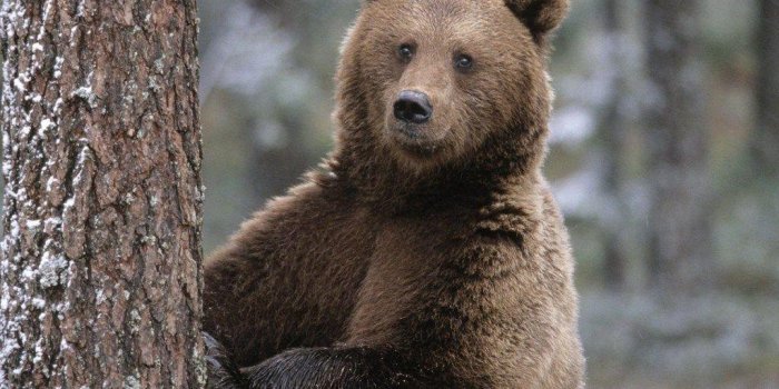 1024x768 Bears Wallpapers