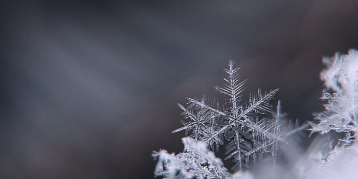 1000x1333 Best Snowflake Pictures [HD] | Download Free Images on Unsplash