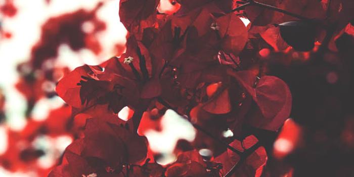 736x1308 10 Pretty Red Wallpapers For Your Red iPhone XR | Preppy Wallpapers