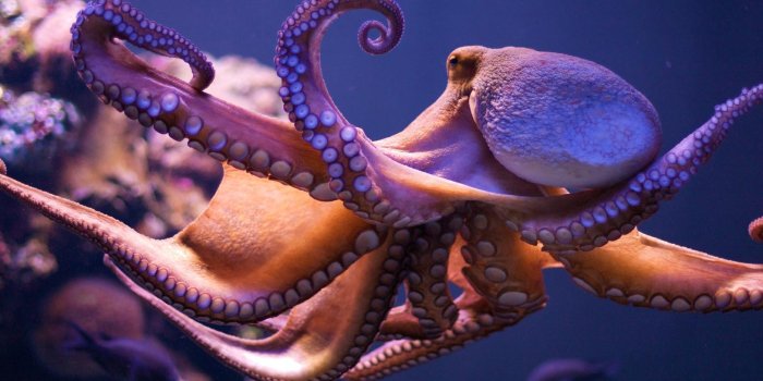 1626x1080 Octopus Wallpapers