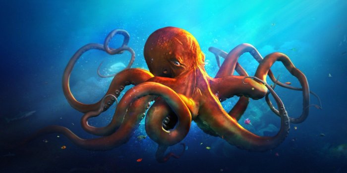 1920x1200 octopus | Octopus art drawing, Octopus wallpaper, Sea art
