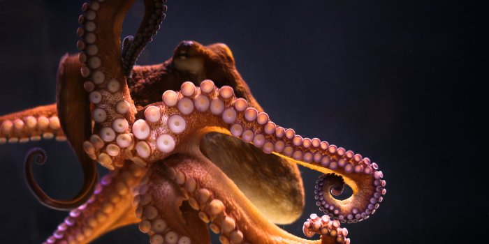 3840x2160 Octopus Wallpapers - Top Free Octopus Backgrounds - WallpaperAccess