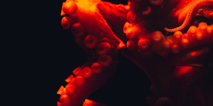 1000x1498 100+ Octopus Pictures [HD] | Download Free Images on Unsplash