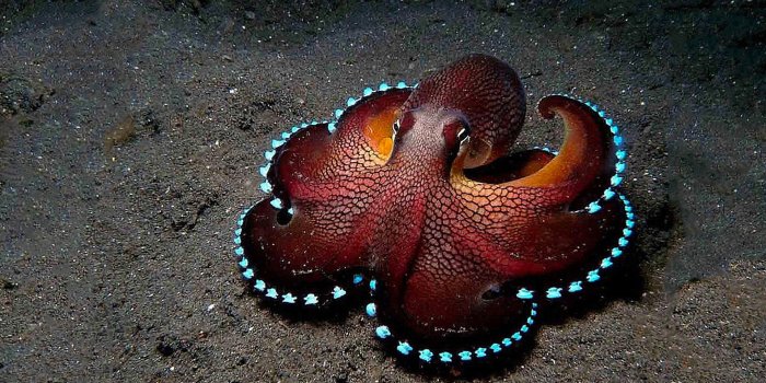 1920x1080 Coconut Octopus [1920x1080] : wallpapers