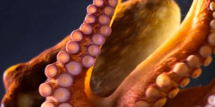 1125x2436 Giant Pacific Octopus (x-post /r/wallpapers) : iWallpaper