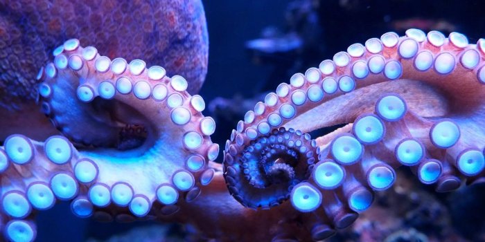 2048x1536 Octopus Wallpapers