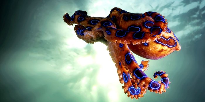 1440x846 Octopus Wallpapers - Top Free Octopus Backgrounds - WallpaperAccess