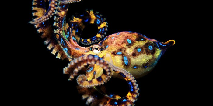 1024x786 44+] Blue Ring Octopus Wallpaper on WallpaperSafari