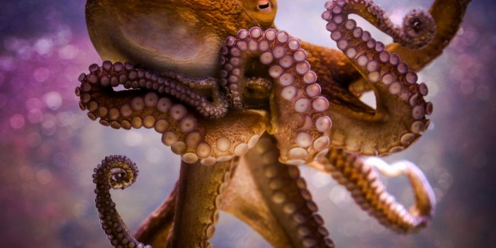 2560x1600 Octopus Tentacles Wallpaper Hd Download For Desktop - High Resolution  Octopus Hd - 2560x1600 - Download HD Wallpaper - WallpaperTip