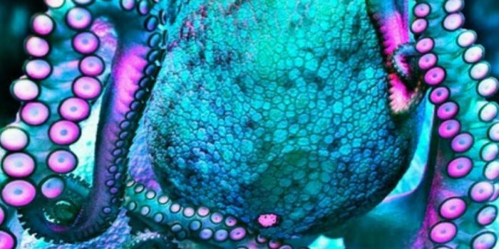 1024x1536 Octopus Wallpapers