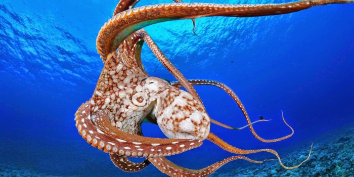 1600x1000 Octopus Wallpapers - Top Free Octopus Backgrounds - WallpaperAccess